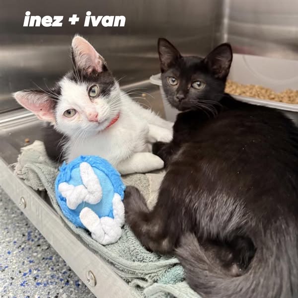 Ivan, Inez 1
